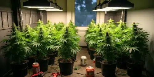 The Ultimate Guide to Selecting the Best Cannabis Grow Light