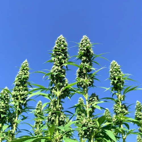 African Landrace Seeds: Cultivate Authentic Cannabis Genetics