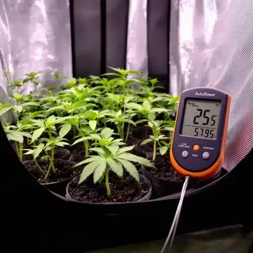 How to Manage Autoflower Seedling Temp and Humidity for Healthy Growth
