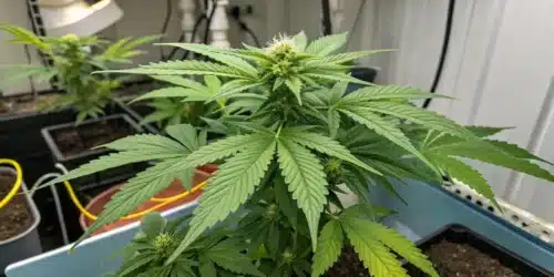 Autoflower Week 4: What to Expect and How to Optimize Growth