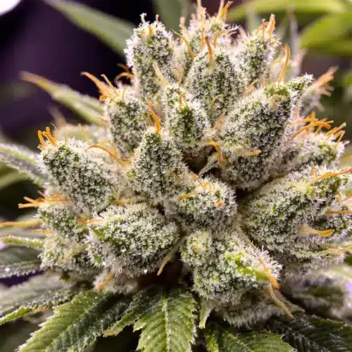 Autoflower Week 7: Preparing for Harvest