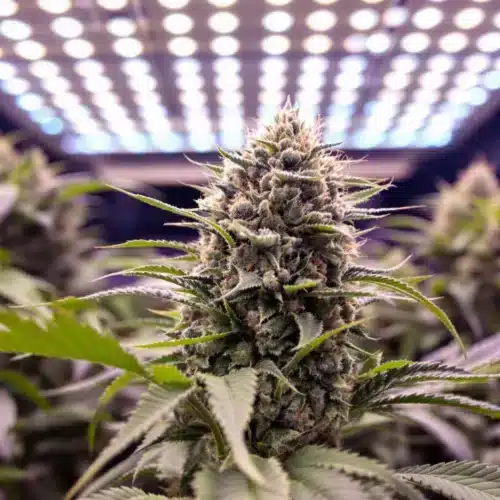 Boost Autoflowering Plants Yield with Expert Techniques