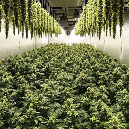 How to Master Batch Drying Cannabis for Perfect Cures