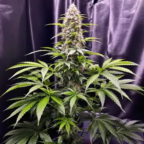Before and After Low Stress Training: Transforming Cannabis Growth