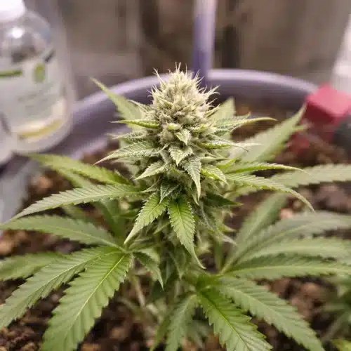 Top Nutrient Solutions for Autoflowers: A Grower’s Guide