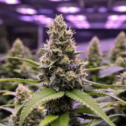 Choosing the Best Bloom Booster Fertilizer for Cannabis