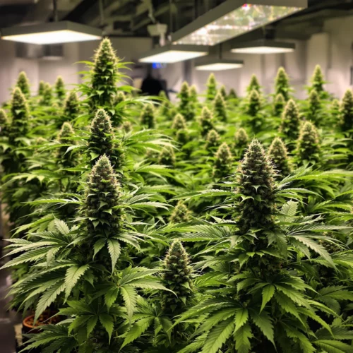 Top Nutrients for Cannabis: Best Bloom Booster for Weed Explained