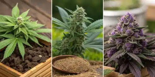 Best Bubba Strains: A Complete Breakdown