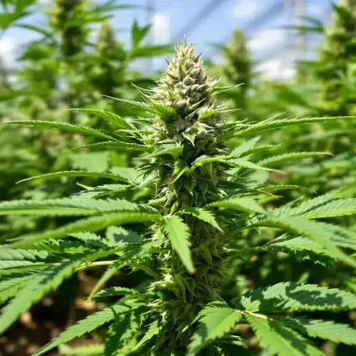 Best Bud Booster for Soil