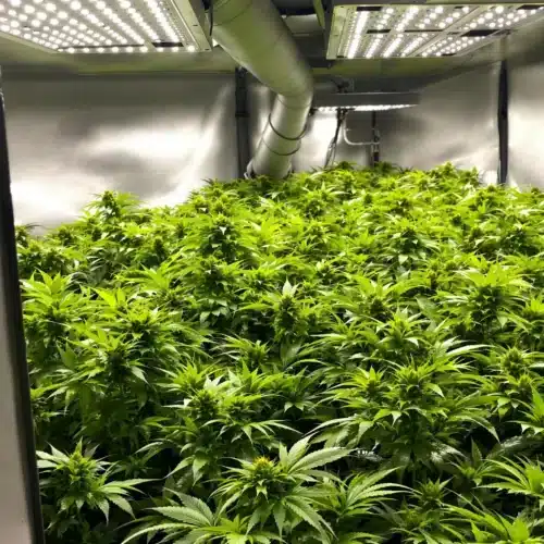 Top Cannabis Strains Perfect for Indoor Growing