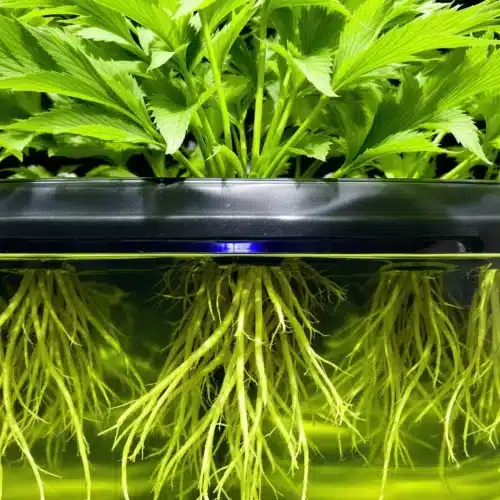 Maximizing Results with Best Nutrients for Hydroponics in Cannabis Cultivation
