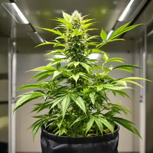 How Best Pot Size for Autoflower Improves Cannabis Cultivation
