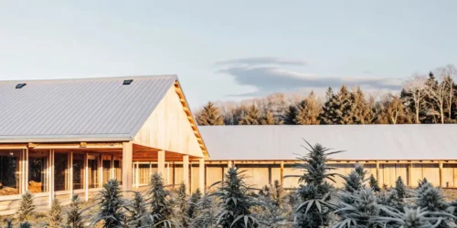 Best Strain to Grow Outside in Maine
