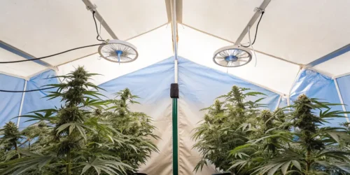 Best Fan Position to Cool Grow Tent: Optimizing Your Indoor Grow