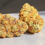 Close-up of cannabis buds with purple hues, green leaves, and frosty trichomes.