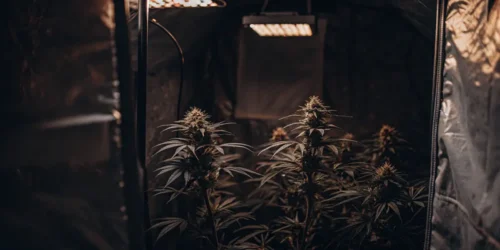 Autoflower 12/12 vs 18/6: Which Light Cycle is Best?