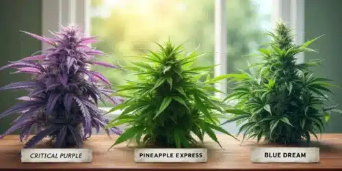 The Enigmatic 3 Leaf Hemp Plant