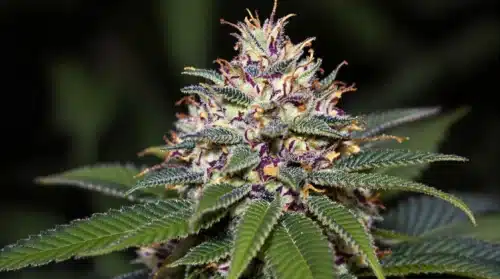 What Makes Blue Weed So Special? (And Why You Need to Try It)