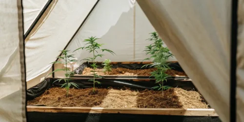 How Best Mulch for Cannabis Can Revolutionize Your Grow Setup