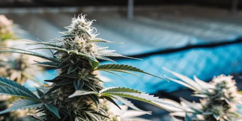 Do Trichomes Mature After Harvest?