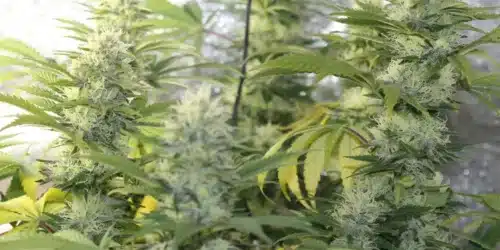 How to Grow Blue Moonrocks Weed Strain