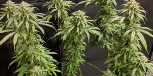 Healthy Blueberry Kush plants with tall structures, dense buds, and vibrant green leaves in an indoor grow setup