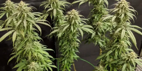 How to Grow Blueberry Kush Regular Weed Strain