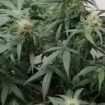 Vibrant Cali Dream cannabis plants with dense buds and rich green leaves in a thriving indoor grow environment