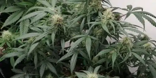How to Grow Cali Dream Strain