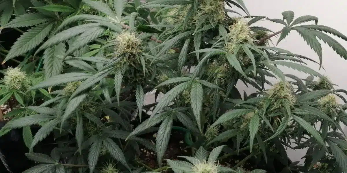 Grow info Cali Dream Strain | Blimburn Seeds