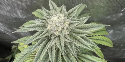 How to Grow Dolato Weed Strain