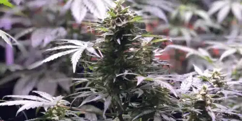 How to Grow GSC X Chemdog Strain