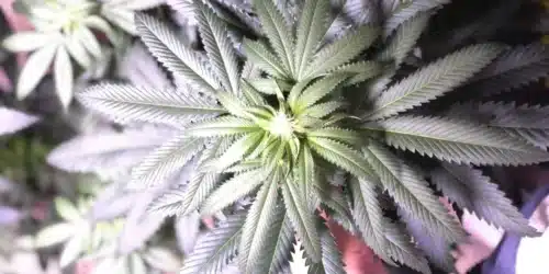 How to Grow GSC X OG Kush Regular