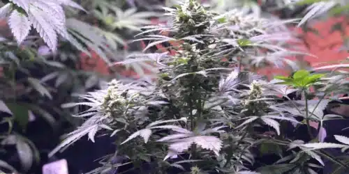 How to Grow GSC X Sour Diesel Strain