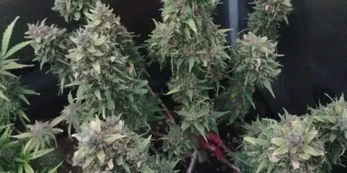 How to Grow Grizzly Purple Autoflower