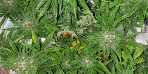 How to Grow Kush CBD Auto