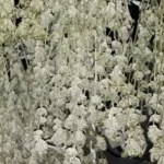 Drying Orange Skunk cannabis plants with dense buds, hanging upside down in a controlled drying environment