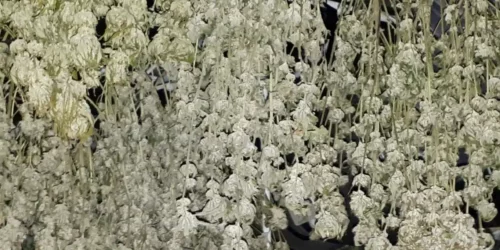 How to Grow Orange Skunk Strain