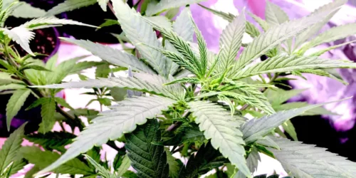 How to Grow Super Green Crack Strain