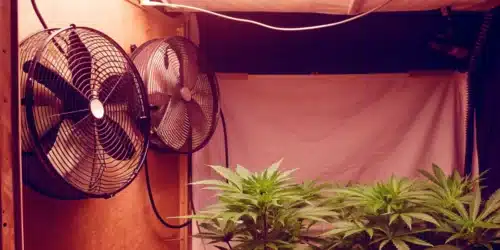 Guide to Choosing the Perfect Grow Tent Fan