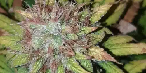 How to Grow Critical Sunset Autoflower
