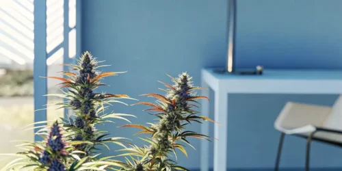 Best Hybrid Strains 2024: Top Picks for Indica and Sativa Lovers