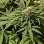 Healthy Infinity CBD cannabis plants with dense buds and vibrant green leaves, thriving in an indoor grow environment