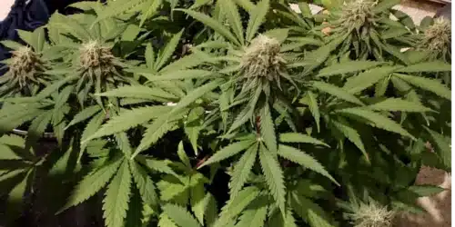 How to Grow Infinity CBD Strain