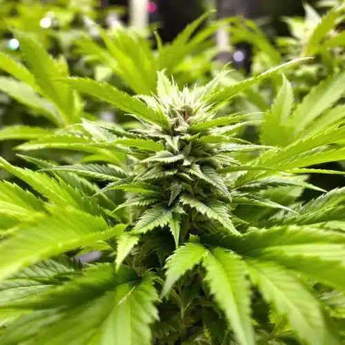 No Buds at 4 Weeks Into Flowering? Tips for Faster Results