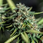 macro shot of over ripe trichomes