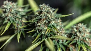 macro shot of over ripe trichomes