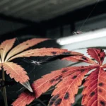 Close-up of reddish cannabis leaves with dark spots and visible spider mites and webbing, under grow lights.