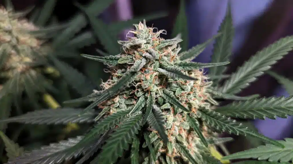 Cannabis trichomes close-up flowering bud with visible resin glands, pale pistils, and yellowing leaves outdoors.