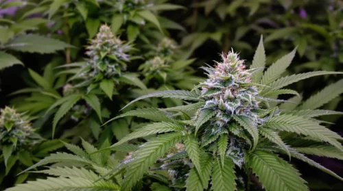 Shop for High-Quality Cannabis Seeds in the USA